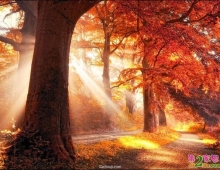 美丽风光：当阳光穿过树林