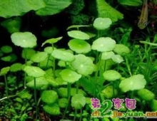 以草治虫，营造不打药的生态田园