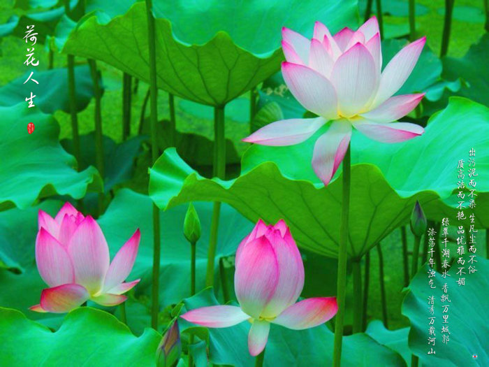 046 荷花人生.jpg