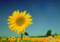 生死是表象，生命无生死